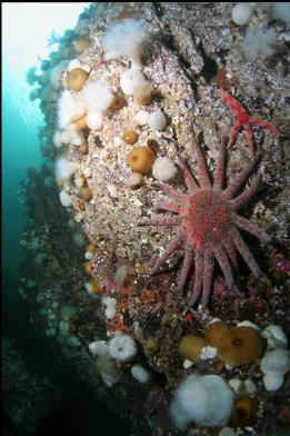 seastars and anemones