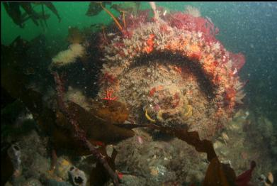 helmet crab on end of metal thing