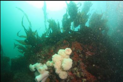 plumose anemones under the kelp and current