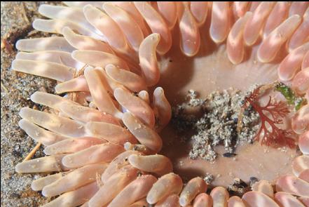 anemone in the sand