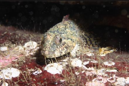 small sculpin