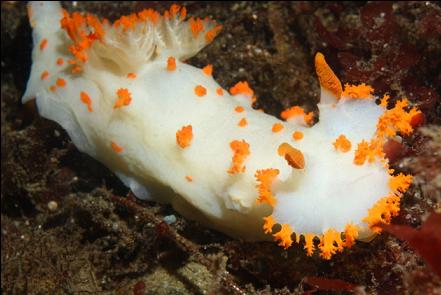 nudibranch