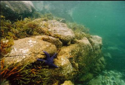 SEASTAR IN SHALLOWS