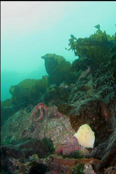 SEASTAR AND NUDIBRANCH