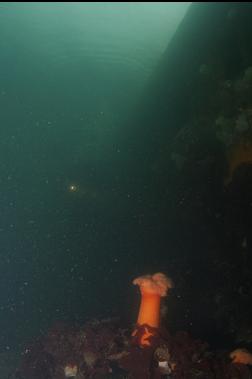 PLUMOSE ANEMONE NEAR WRECK