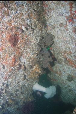 MY HEAD BEHIND PLUMOSE ANEMONE