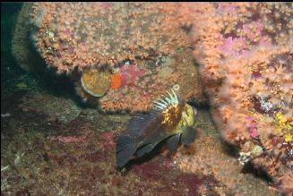 ROCKFISH AND ZOANTHIDS AGAIN