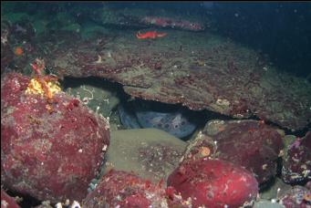 WOLF EEL TAIL