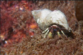 HERMIT CRAB