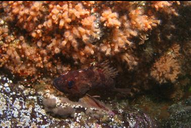 brown rockfish and zoanthids