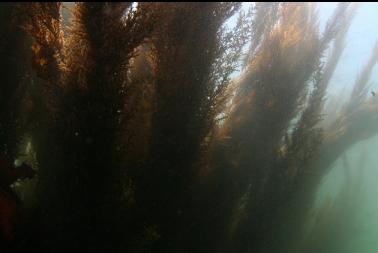 seaweed in channel between shore and reef