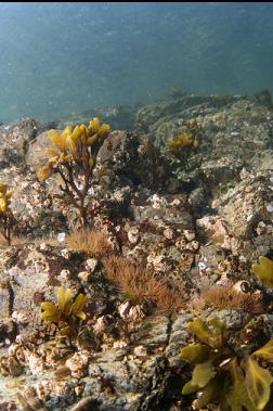 anemones near surface