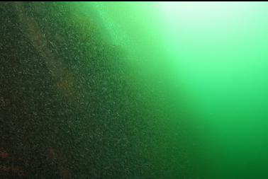 school of mysid shrimp