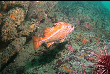 canary rockfish