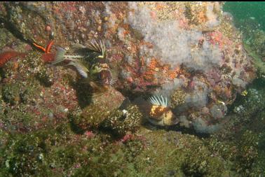 rockfish on second dive