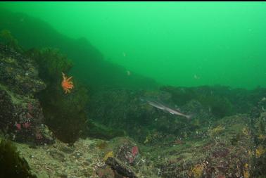 shark swimming up wall