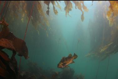 copper rockfish in kelp