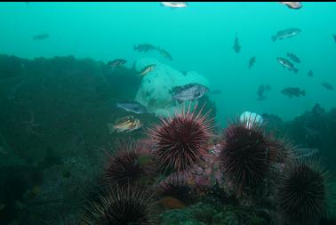 urchins and rockfish
