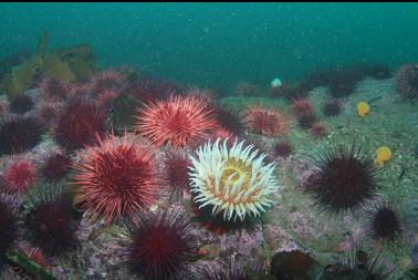 urchins and anemones 