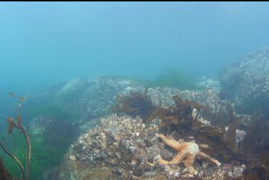 seastar in shallows