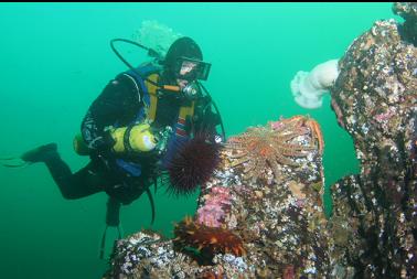 stuff at top of reef