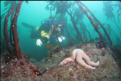 seastar and stalked kelp