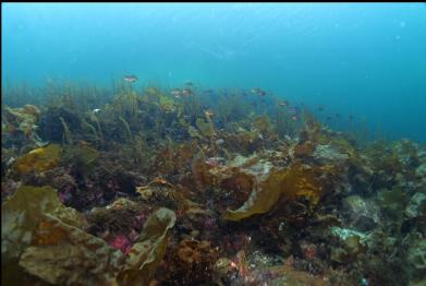 school of perch 20 feet deep