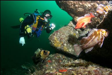 rockfish on wall