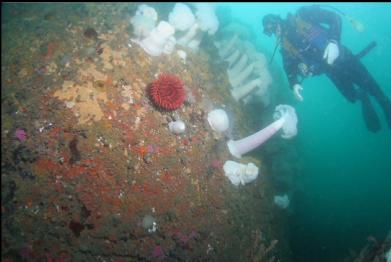 anemones on wall