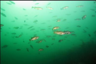 yellowtail and black rockfish