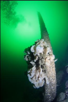 cloud sponge on cement pillar