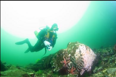 seastars on shallow boulder