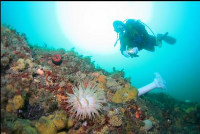 crimson anemone