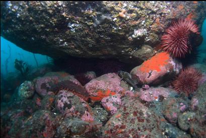 small copper rockfish in middle of picture under boulder