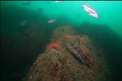 lingcod and rockfish on wall