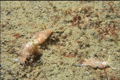 3 small nudibranchs