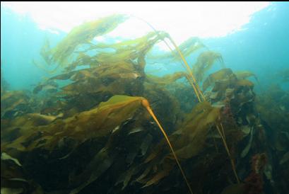 bull kelp