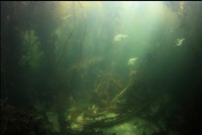 perch under the kelp