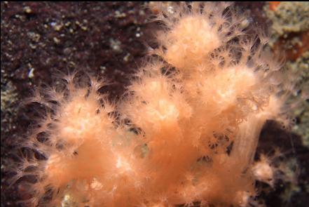 soft coral