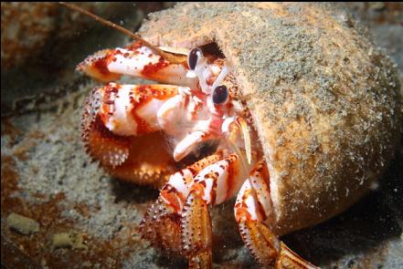 another hermit crab