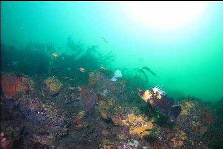 quillback and Puget Sound rockfish