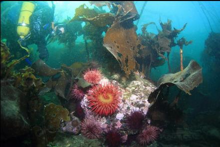 fish-eating anemone