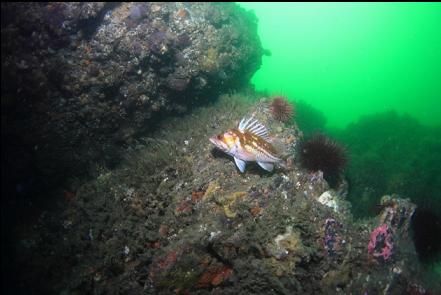 copper rockfish