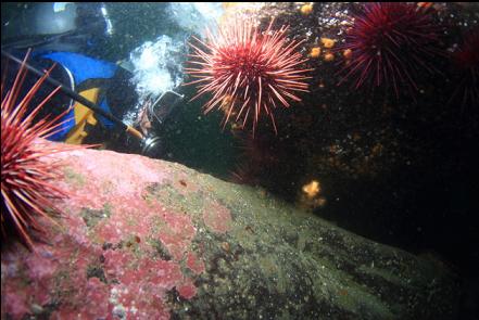 soft coral in a crack in the wall