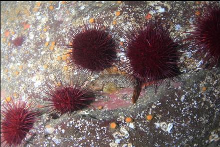 kelp greenling and urchins