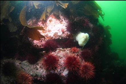 anemone and urchins