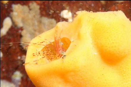 shrimp in a cloud sponge