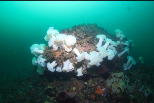 anemones on a large boulder