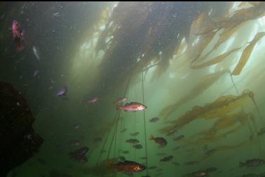 JUVENILE ROCKFISH UNDER KELP