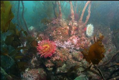 fish-eating anemones and stalked kelp